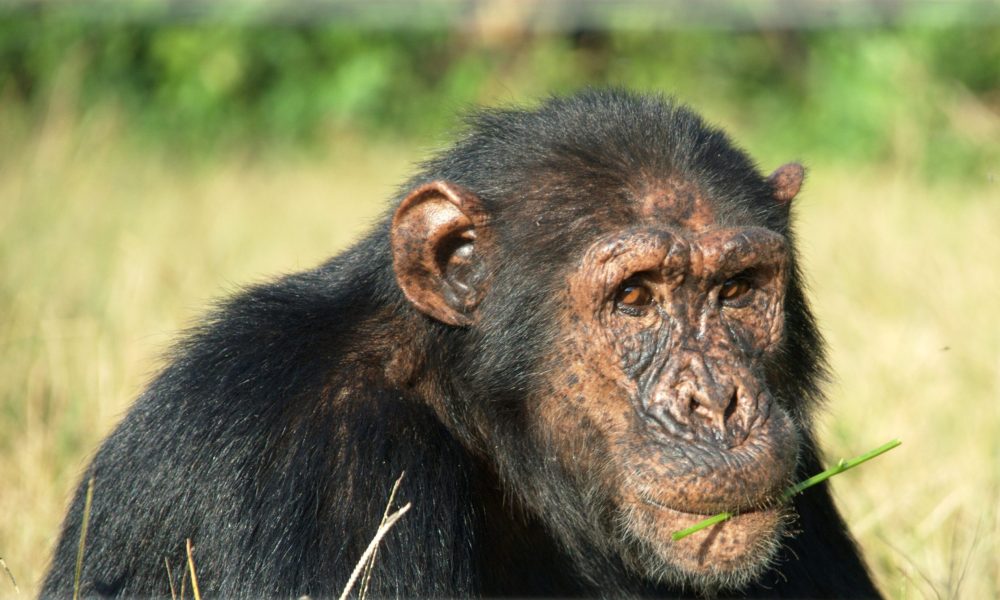 Ngamba Island Chimpanzees