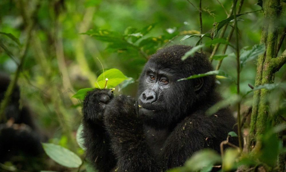 gorilla-uganda-primate-trekking-eating